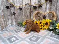 Grant, a male Poodle - Miniature  for sale in Stratford, WI – 2 of 7