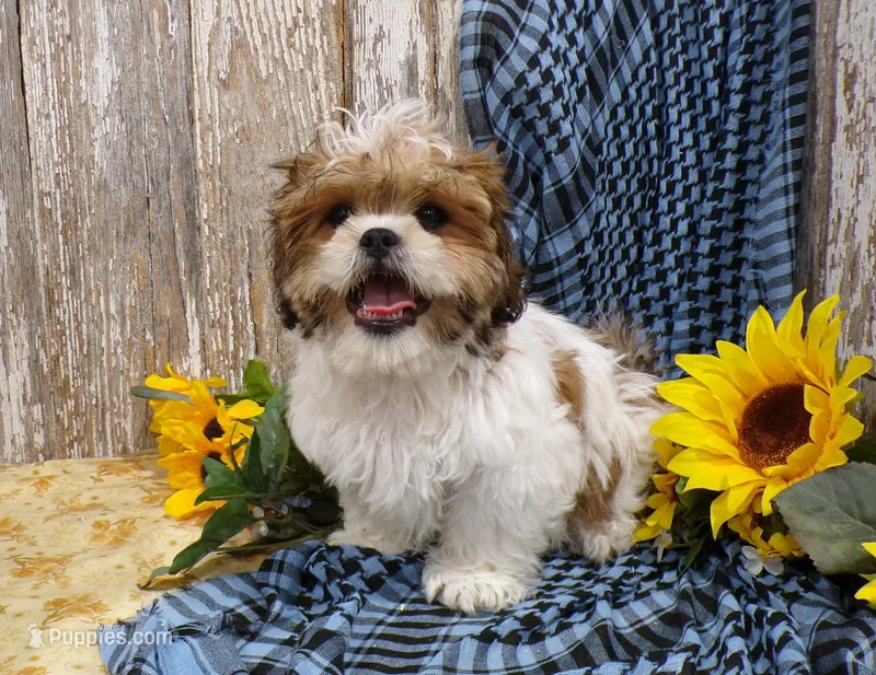 Rodger – Shih Tzu puppy for sale in Stratford, WI