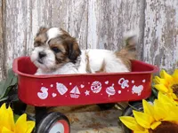 Rodger, a male Shih Tzu for sale in Stratford, WI – 4 of 7