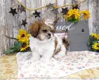 Rodger, a male Shih Tzu for sale in Stratford, WI – 2 of 8