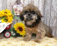 ELi, a male Shih Tzu for sale in Stratford, WI – Photo 1 of 6