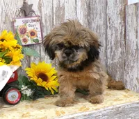 ELi, a male Shih Tzu for sale in Stratford, WI – Photo 4 of 6