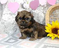 ELi, a male Shih Tzu for sale in Stratford, WI – Photo 2 of 6