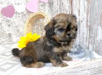 ELi, a male Shih Tzu for sale in Stratford, WI – Photo 1 of 6