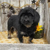 ELi, a male Shih Tzu for sale in Stratford, WI – Photo 6 of 6