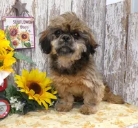 ELi, a male Shih Tzu for sale in Stratford, WI – Photo 3 of 6