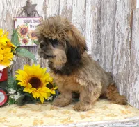 ELi, a male Shih Tzu for sale in Stratford, WI – Photo 2 of 6