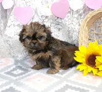 ELi, a male Shih Tzu for sale in Stratford, WI – Photo 3 of 6