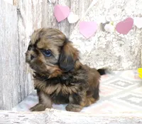 ELi, a male Shih Tzu for sale in Stratford, WI – Photo 4 of 6