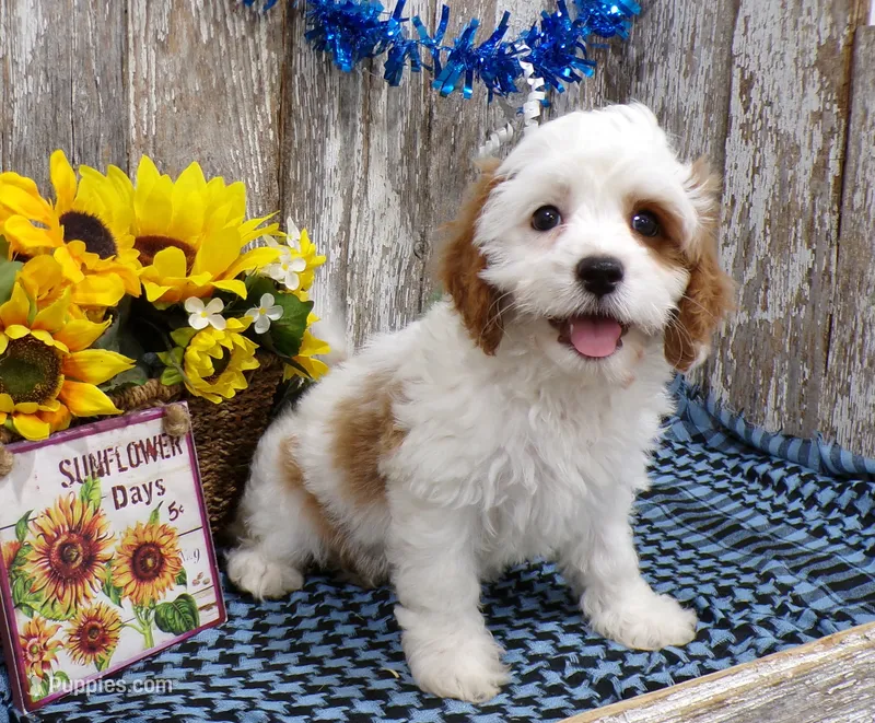 Jorge – Cavapoo puppy for sale in Stratford, WI
