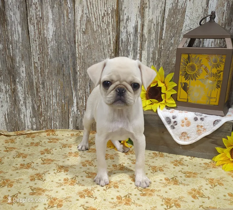 Jessa – Pug puppy for sale in Stratford, WI