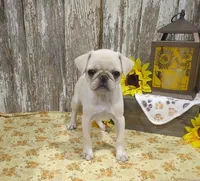 Jessa, a female Pug for sale in Stratford, WI – 1 of 4