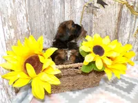 Kate, a female Shih Tzu for sale in Stratford, WI – Photo 3 of 4