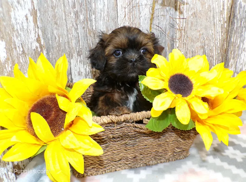 Kate, a female Shih Tzu for sale in Stratford, WI – Photo 1 of 4