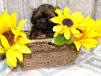 Kate, a female Shih Tzu for sale in Stratford, WI – Photo 2 of 4