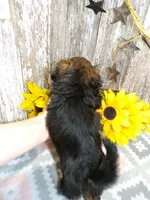 Kate, a female Shih Tzu for sale in Stratford, WI – Photo 4 of 4