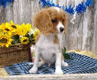 Bruce, a male Cavalier King Charles Spaniel for sale in Stratford, WI – 2 of 5