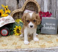 Bruce, a male Cavalier King Charles Spaniel for sale in Stratford, WI – 3 of 6