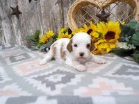Jorge, a male Cavapoo for sale in Stratford, WI – 3 of 4