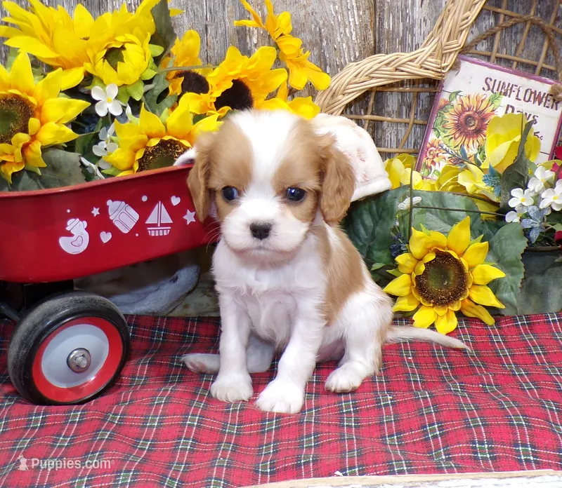 Benjie – Cavalier King Charles Spaniel puppy for sale in Stratford, WI