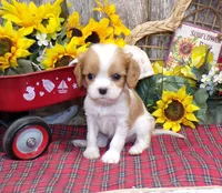 Benjie, a male Cavalier King Charles Spaniel for sale in Stratford, WI – 1 of 4