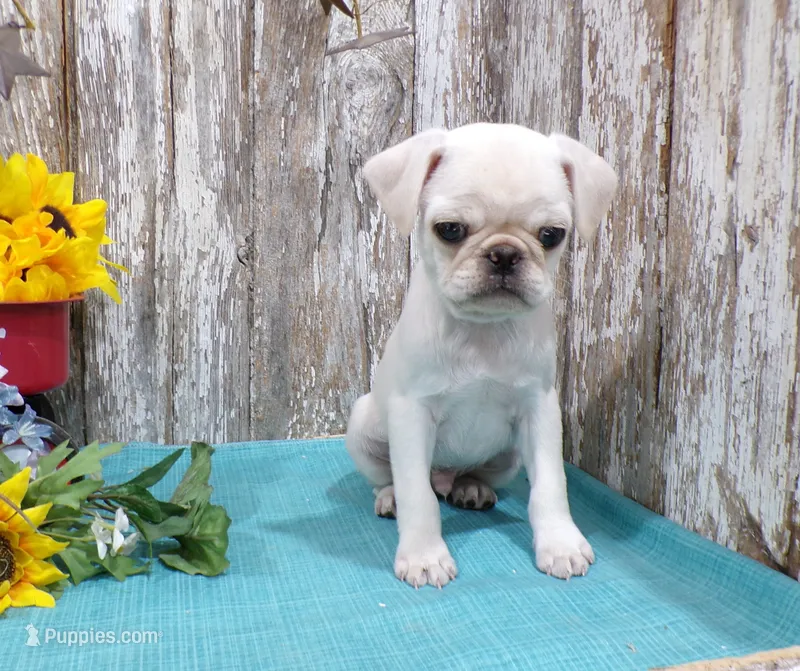 Ziggy – Pug puppy for sale in Stratford, WI