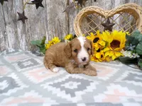 Jimmy, a male Cavapoo for sale in Stratford, WI – 4 of 4