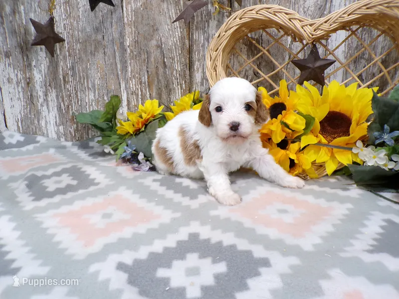 Jorge – Cavapoo puppy for sale in Stratford, WI
