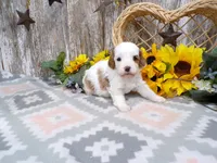 Jorge, a male Cavapoo for sale in Stratford, WI – 1 of 4