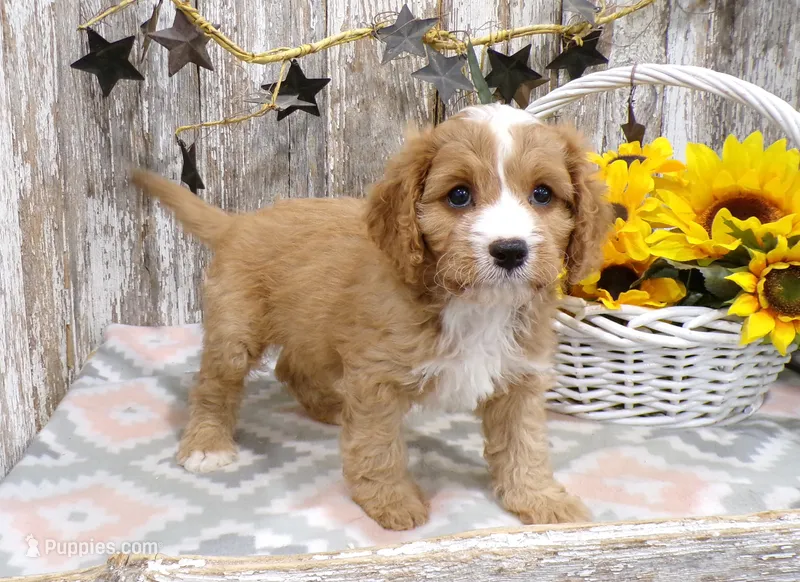 Jimmy – Cavapoo puppy for sale in Stratford, WI