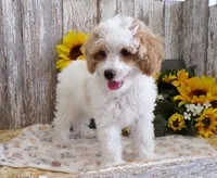 Tom, a male Poodle - Miniature  for sale in Stratford, WI – 5 of 5