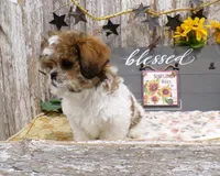 Rodger, a male Shih Tzu for sale in Stratford, WI – 6 of 8
