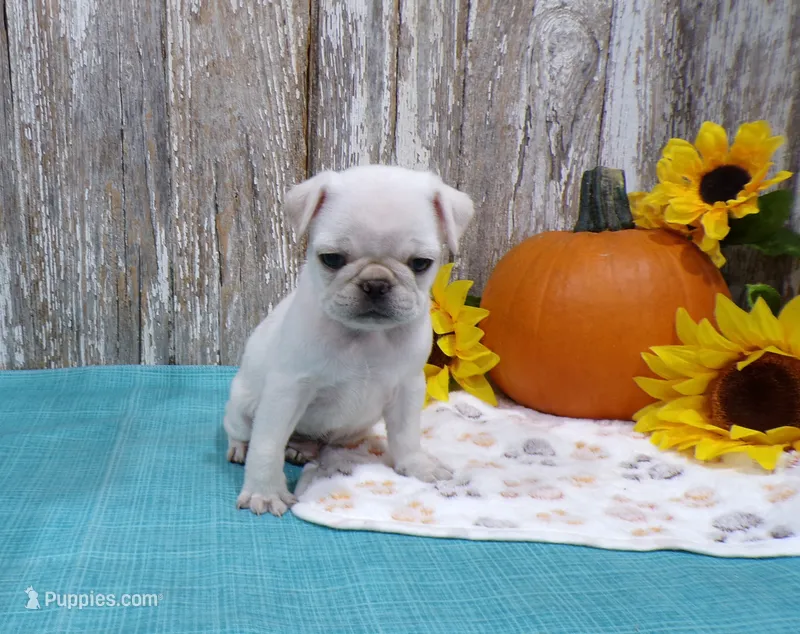 Ziggy – Pug puppy for sale in Stratford, WI