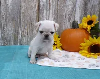 Ziggy, a male Pug for sale in Stratford, WI – 1 of 3