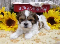 Rodger, a male Shih Tzu for sale in Stratford, WI – 2 of 7