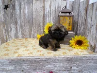 Lexi, a female Shih Tzu for sale in Stratford, WI – 3 of 4