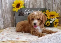 Clara, a female Poodle - Miniature  for sale in Stratford, WI – 2 of 4