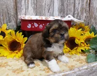 Robert, a male Shih Tzu for sale in Stratford, WI – 3 of 6
