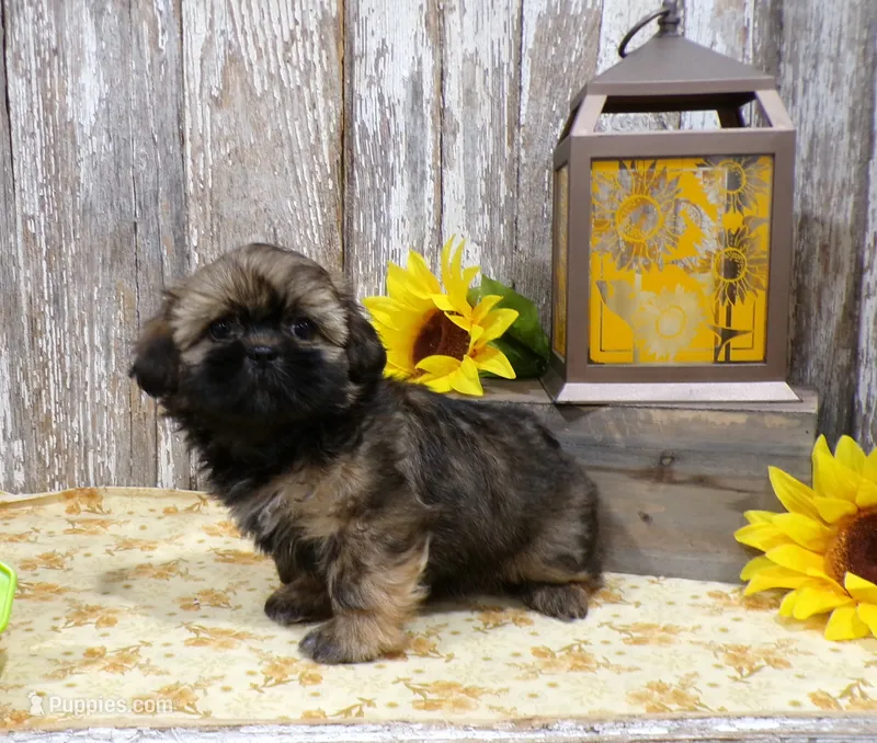 Lexi – Shih Tzu puppy for sale in Stratford, WI