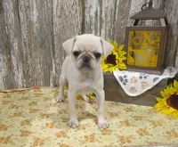 Jessa, a female Pug for sale in Stratford, WI – 4 of 4