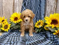 Minnie, a female Poodle - Miniature  for sale in Stratford, WI – 2 of 5