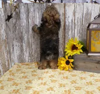 Lexi, a female Shih Tzu for sale in Stratford, WI – 4 of 4