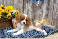 Benjie, a male Cavalier King Charles Spaniel for sale in Stratford, WI – 2 of 5