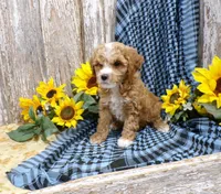 Clara, a female Poodle - Miniature  for sale in Stratford, WI – 2 of 5
