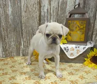 Jessa, a female Pug for sale in Stratford, WI – 3 of 4