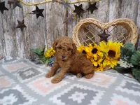 Grant, a male Poodle - Miniature  for sale in Stratford, WI – 5 of 7