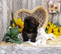Tina, a female Shih Tzu for sale in Stratford, WI – Photo 2 of 7
