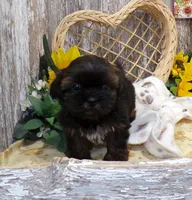 Tina, a female Shih Tzu for sale in Stratford, WI – Photo 5 of 7