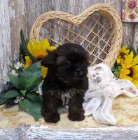 Tina, a female Shih Tzu for sale in Stratford, WI – Photo 4 of 7