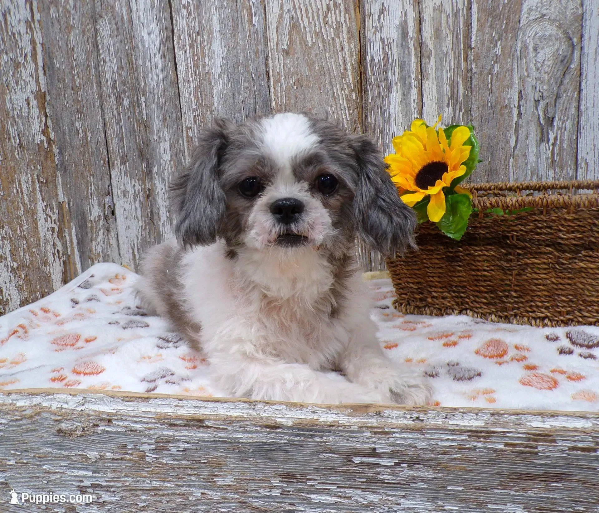 Tina, a female Shih Tzu for sale in Stratford, WI – Photo 6 of 7